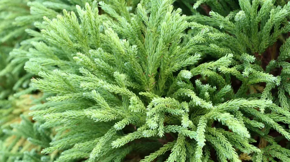 Kryptomerie japonská