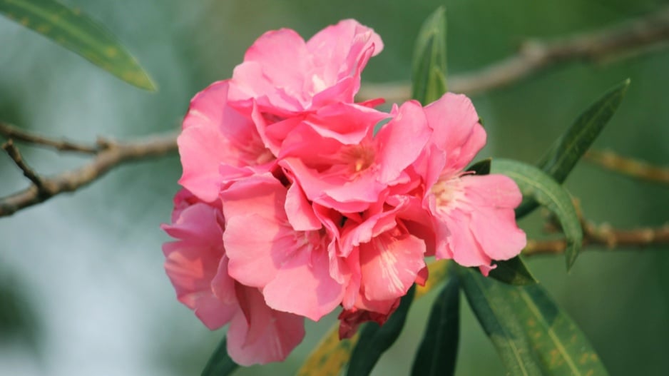 Růžové květy oleandru