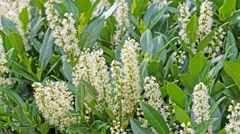 Bobkovišeň lékařská