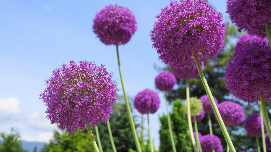 Česnek obrovský (Allium giganteum)