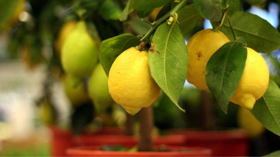 Zralé citrony