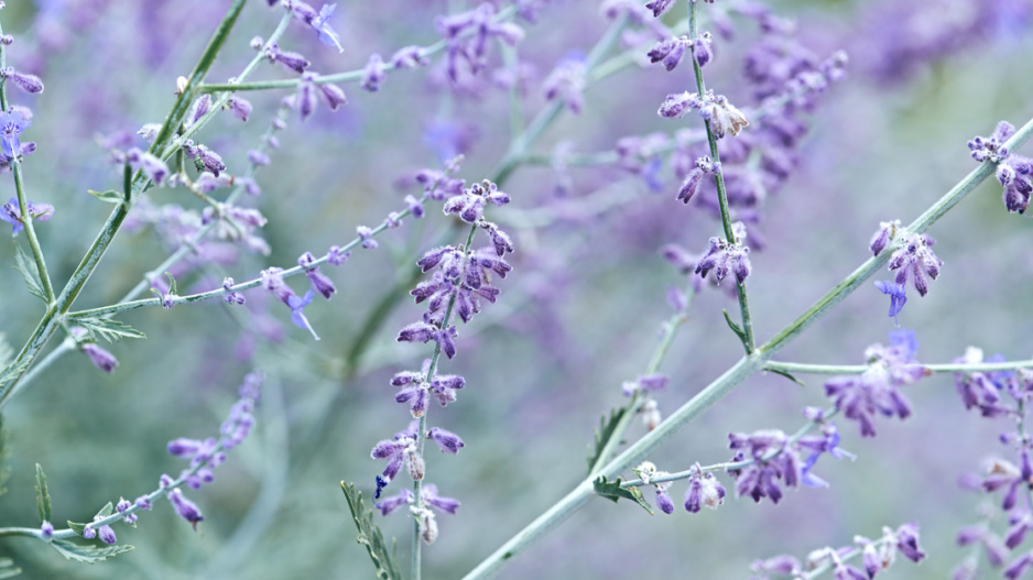 Perovskie lebedolistá (Perovskia atriplicifolia)