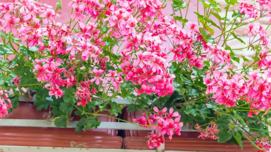 Převislé muškáty