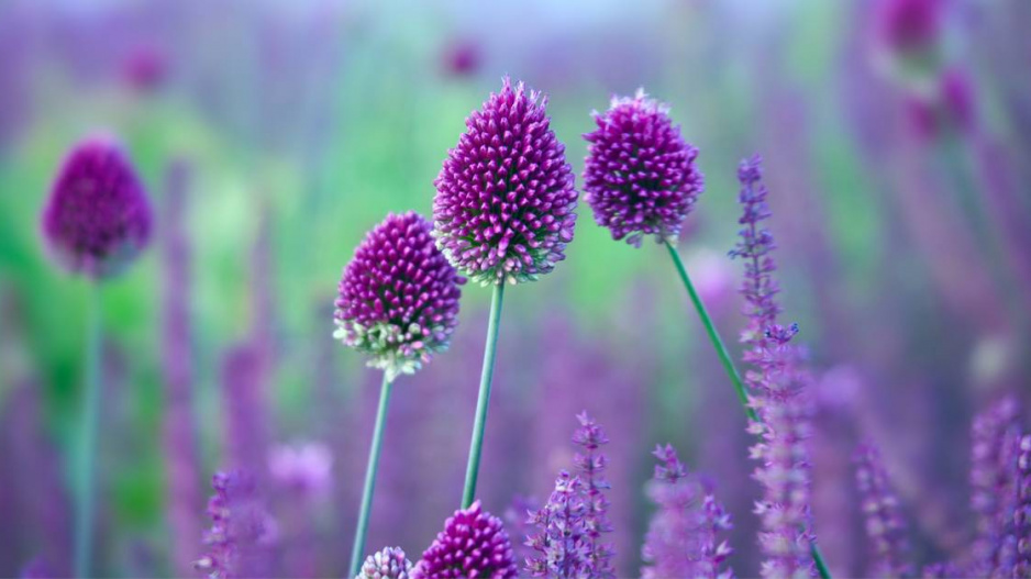 Česnek kulatohlavý (Allium sphaerocephalon)