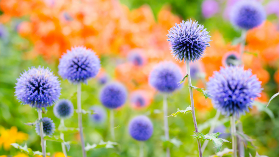 Bělotrn modrý (Echinops ritro)