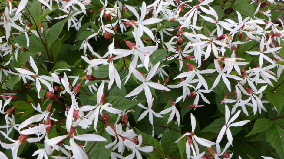 Trubučka trojlistá (Gillenia trifoliata)