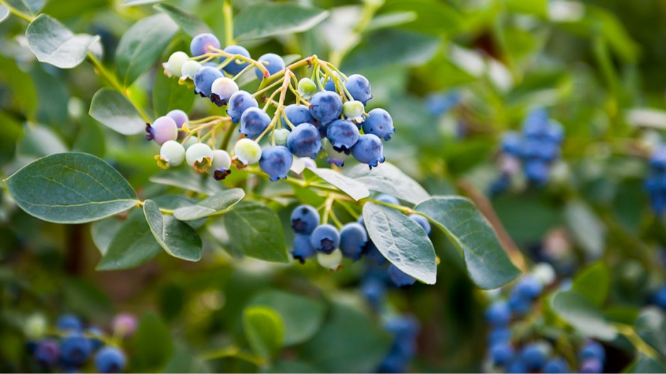 Kanadská borůvka, resp. brusnice chocholičnatá (Vaccinium corymbosum) 