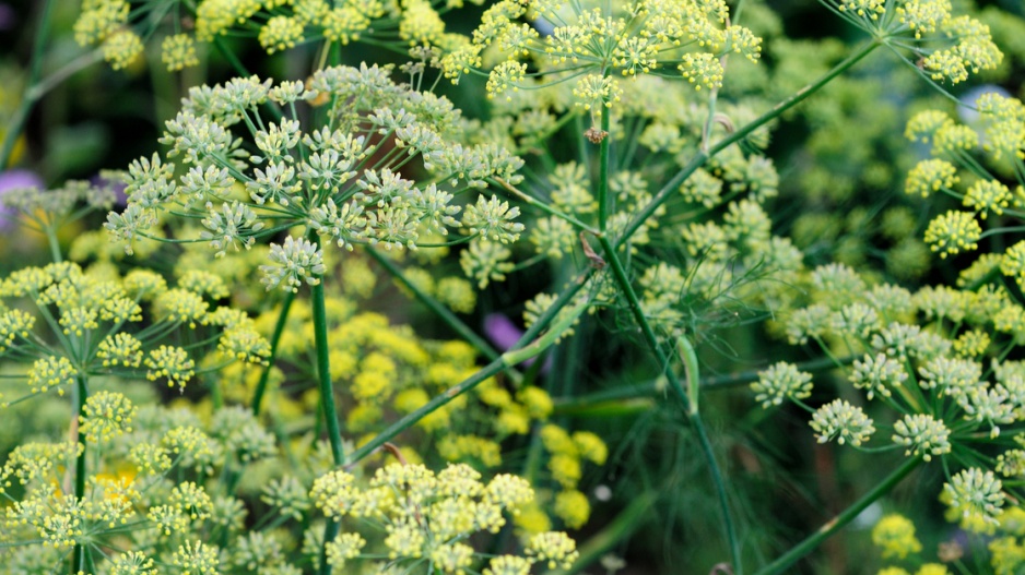 Fenykl obecný (Foeniculum vulgare)