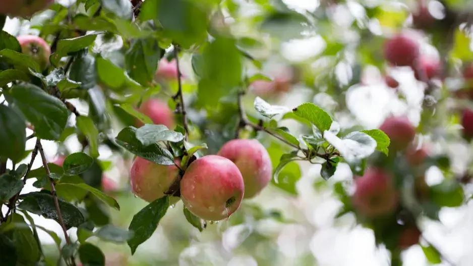 Dozrávající jablka