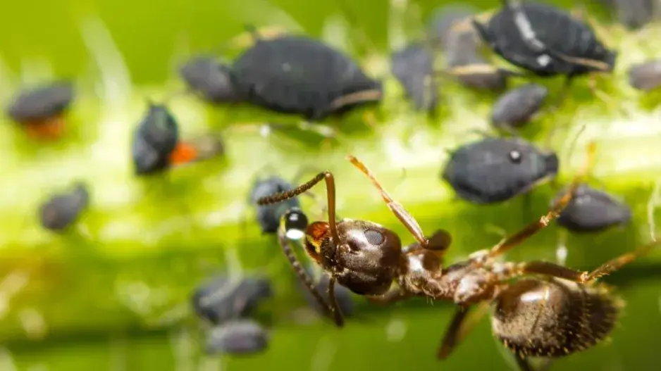 Mšice a mravenec