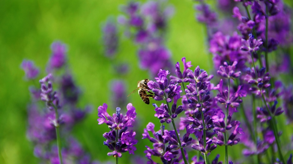 Levandule lékařská (Lavandula angustifolia)