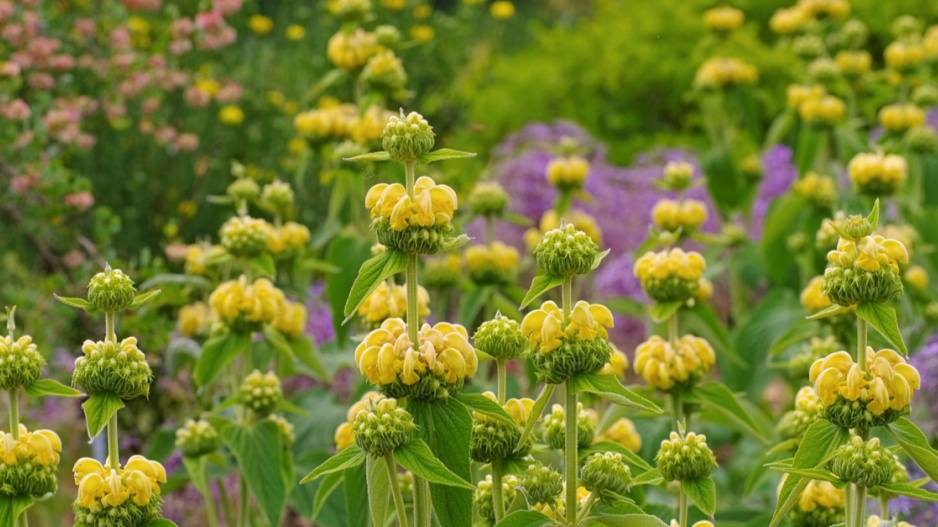 Sápa Russelova (Phlomis russeliana)