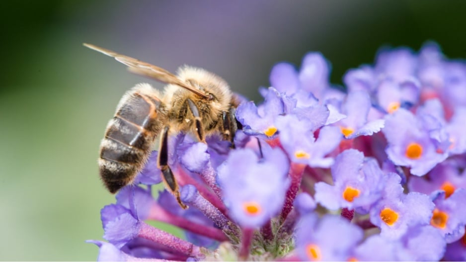 Včela sající nektar