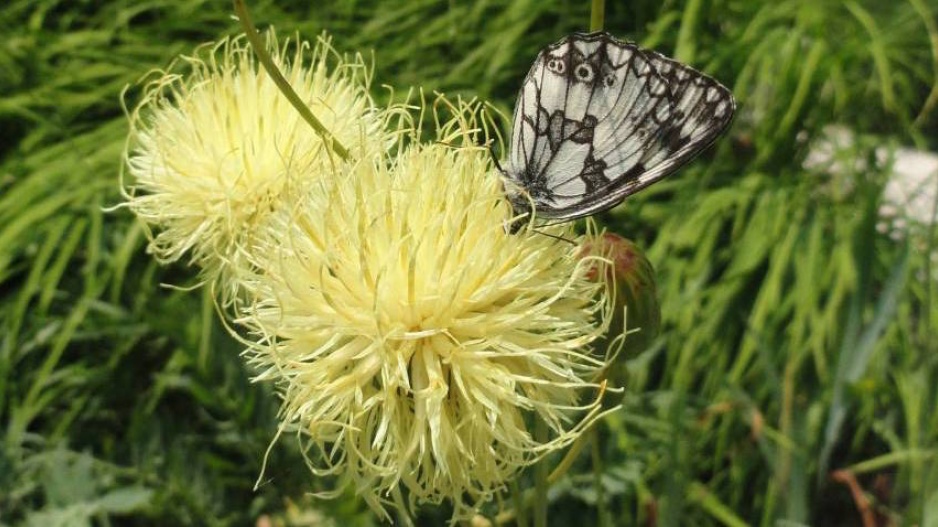 Chrpa Centaurea alpina