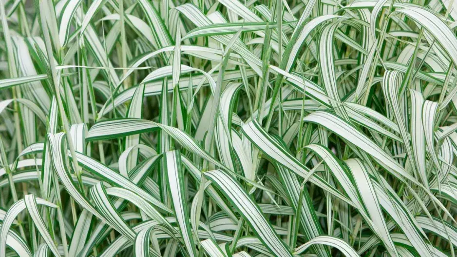 Bezkolenec modrý 'Variegata' Bezkolenec modrý 'Variegata'