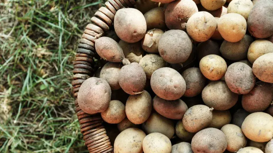 Brambory k uskladnění