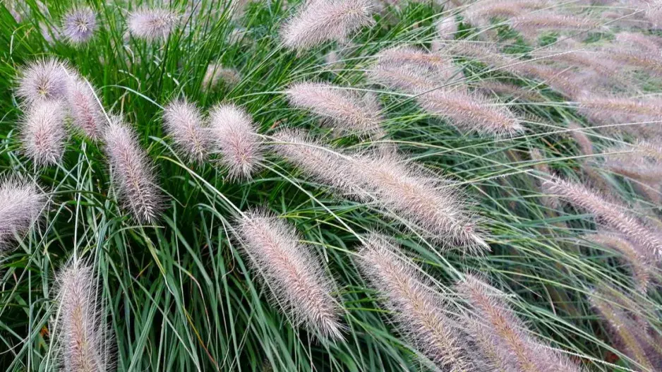 Dochan psárkovitý Dochan psárkovitý