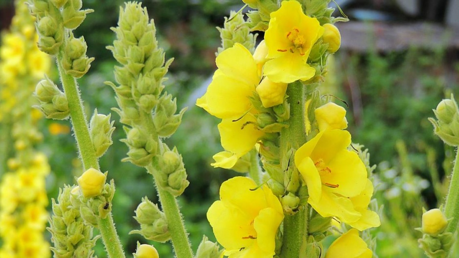 Divizna velkokvětá (Verbascum densiflorum)