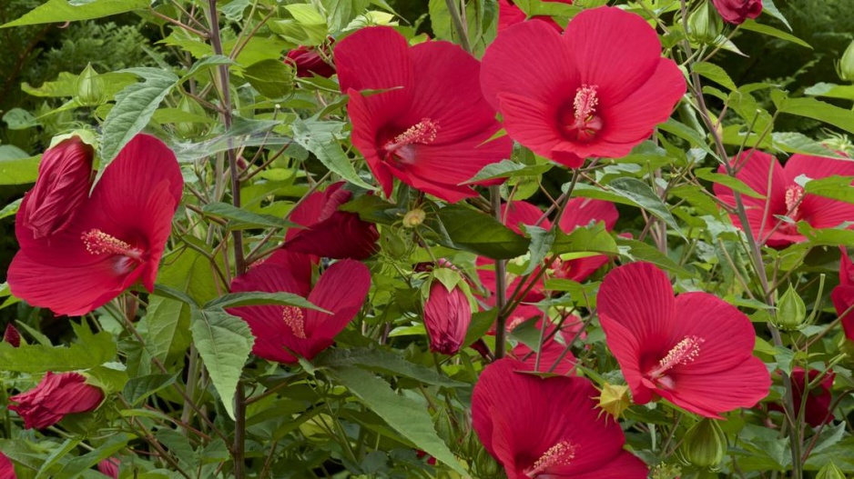 Ibišek bahenní (Hibiscus moscheutos)