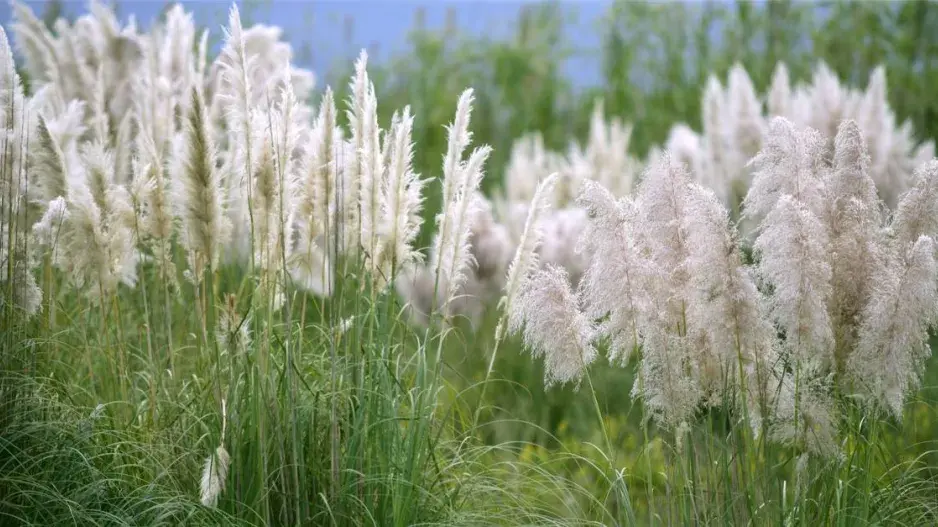 Kortadérie dvoudomá Kortadérie dvoudomá