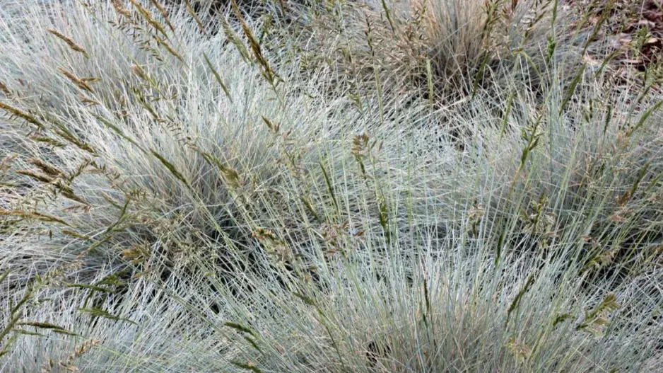 Kostřava stříbrná Kostřava stříbrná