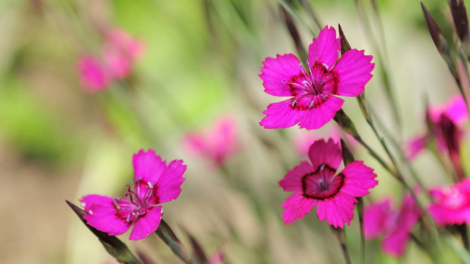 Hvozdík kropenatý (Dianthus deltoides)