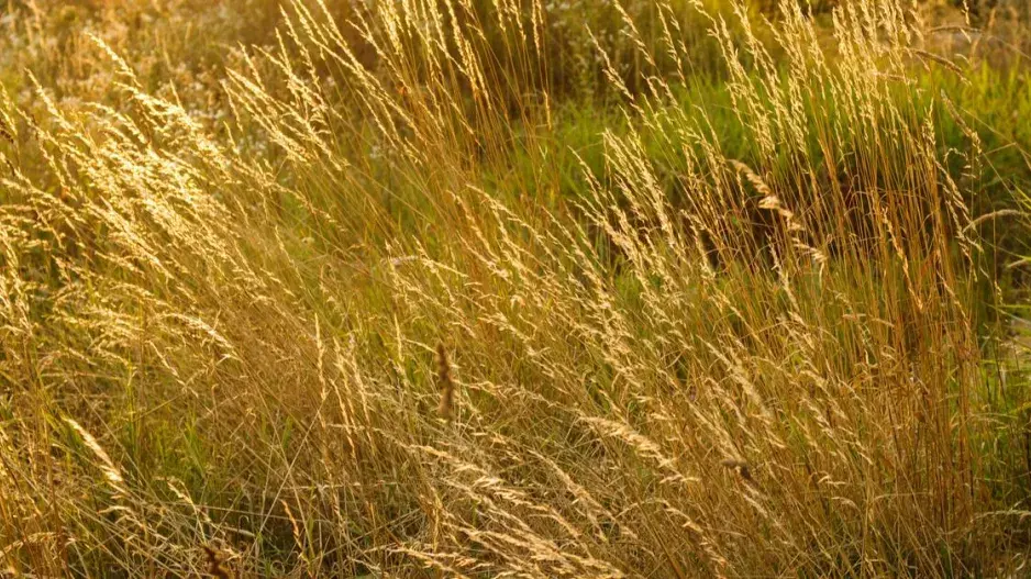 Metlice trsnatá Metlice trsnatá