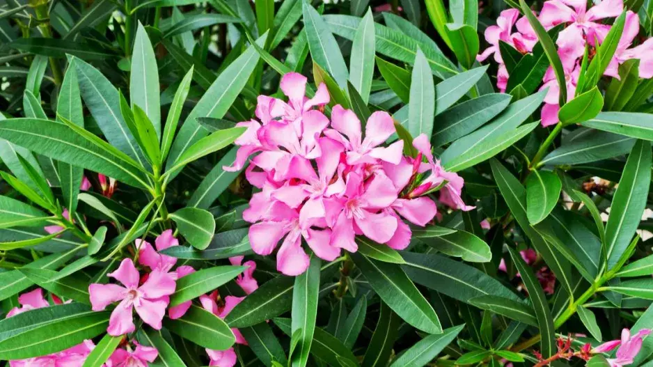 Květy oleandru