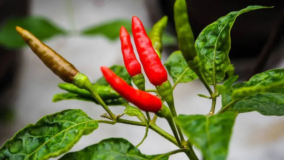 Chilli papričky