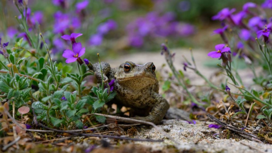 Ropucha obecná (Bufo bufo)