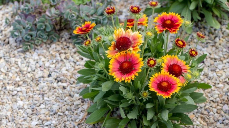 Kokarda (Gaillardia)