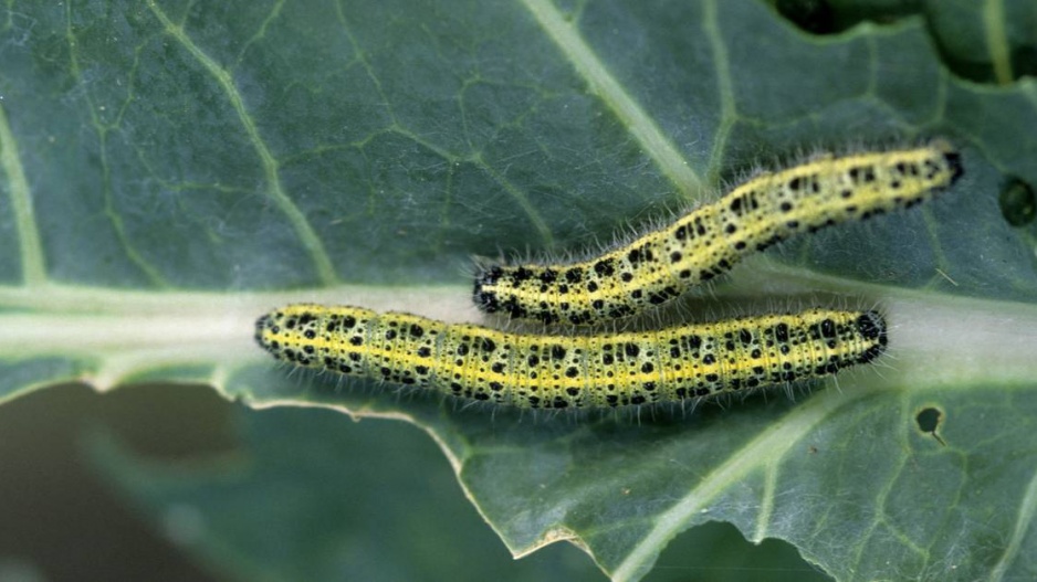 Housenky běláska zelného