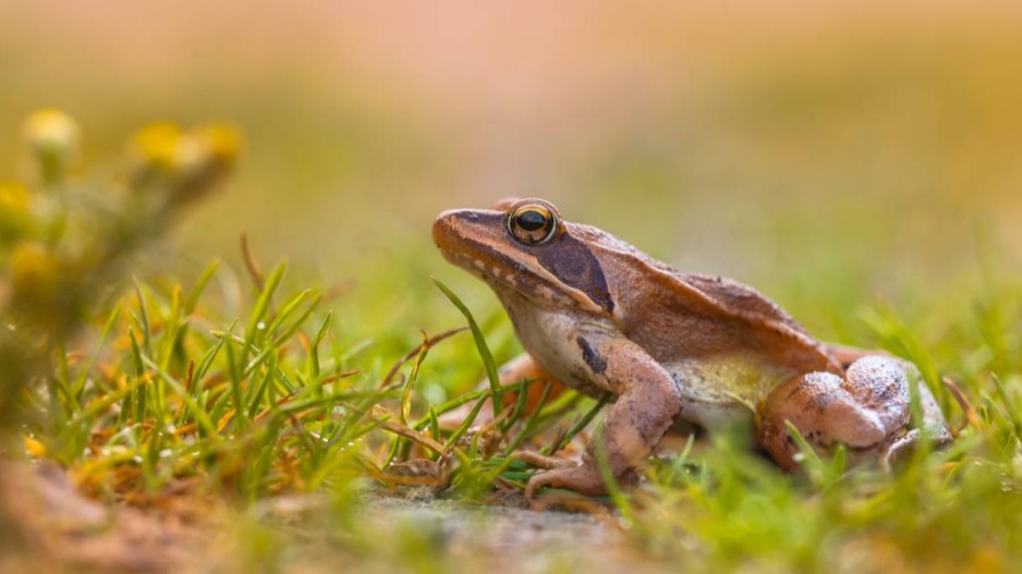 Skokan štíhlý (Rana dalmatina)