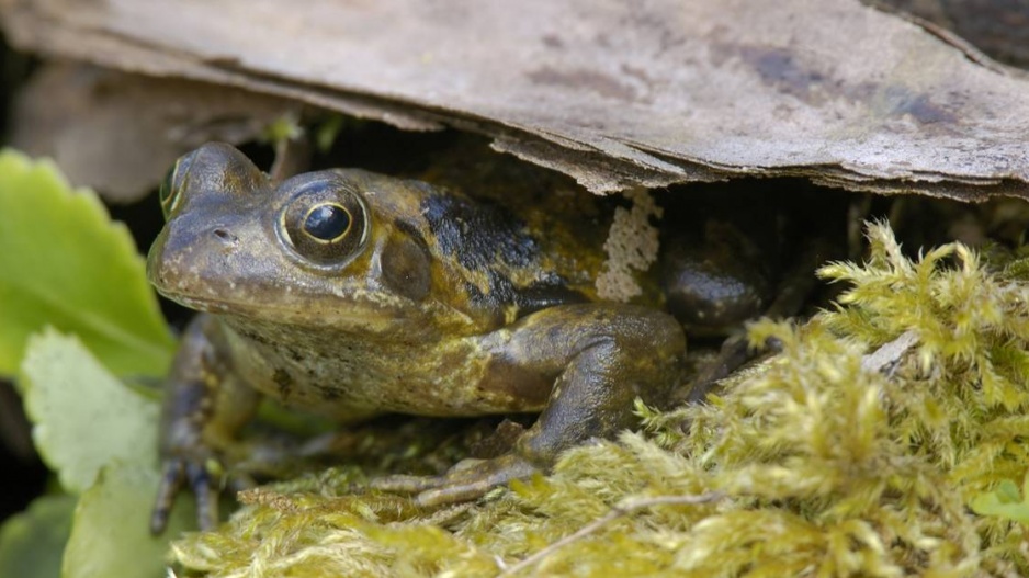 Skokan hnědý (Rana temporaria)