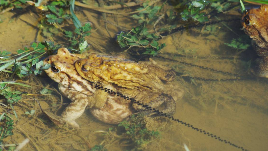 Ropucha obecná (Bufo bufo)