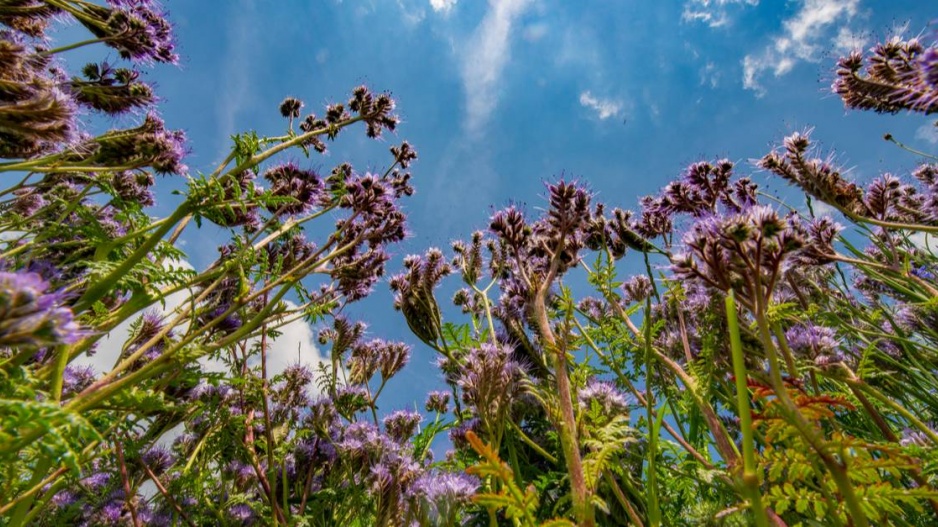 Svazenka vratičolistá (Phacelia tanacetifolia)