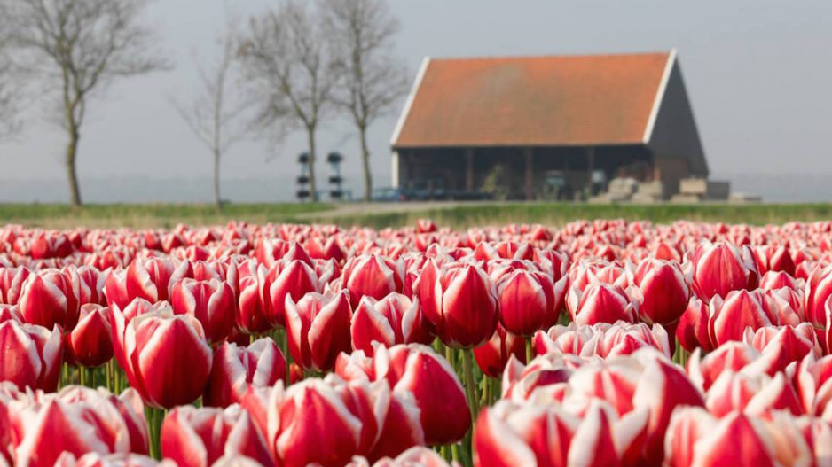 Tulipány 'Leen van der Mark'