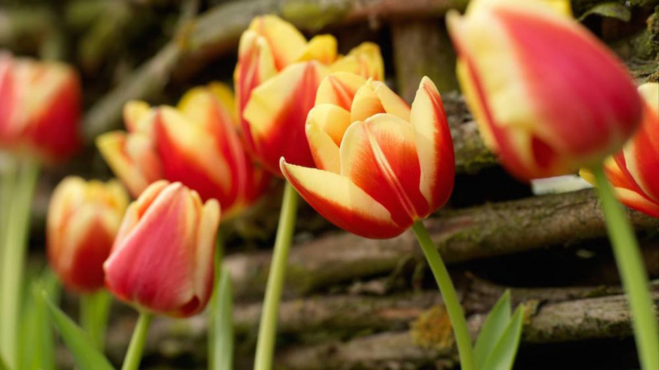 Tulipány 'Leen van der Mark'