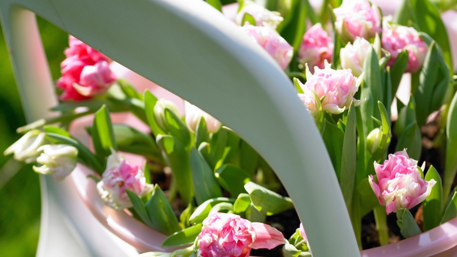 Tulipány 'Peach Blossom'