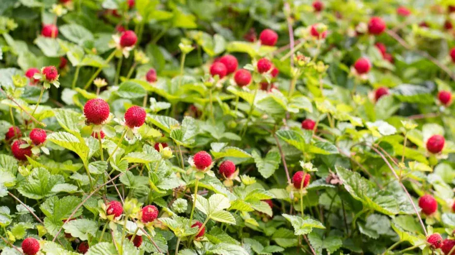 Půdopokryvná jahodka indická