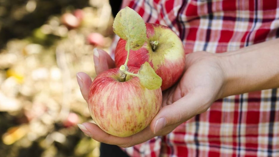 Jablka odrůdy ’Grávštýnské