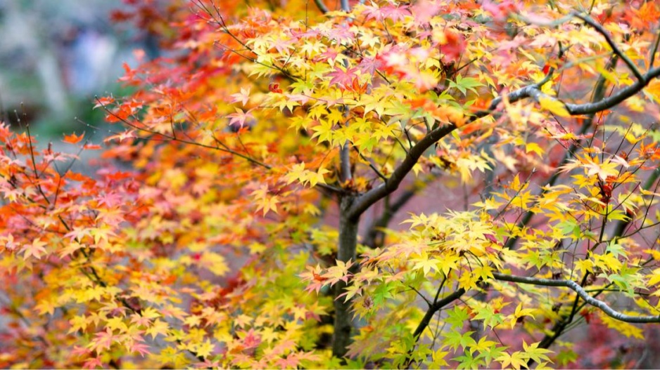 Podzimní zbarvení listů