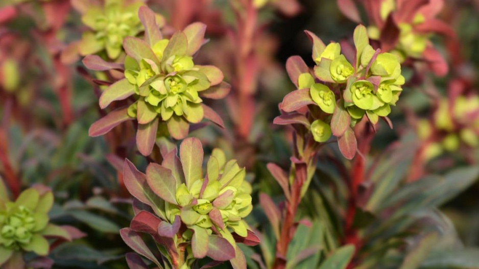 Pryšec mandloňovitý (Euphorbia amygdaloides)