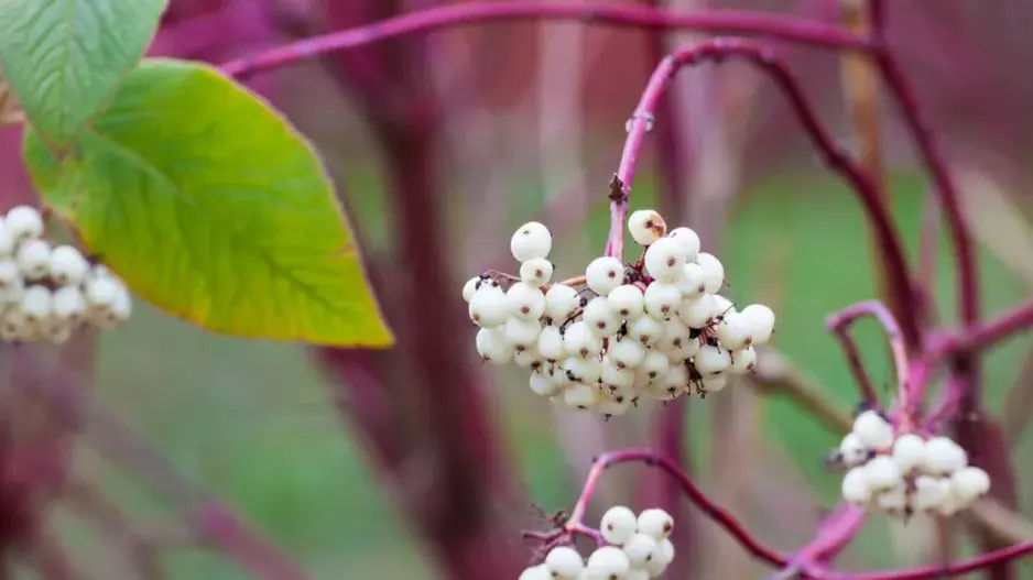 Plody svídy bílé (Cornus alba)