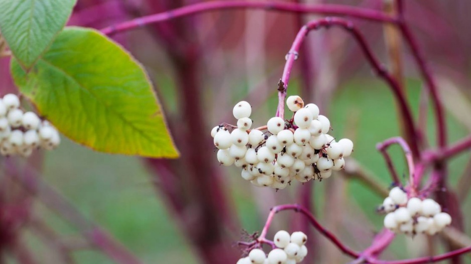 Plody svídy bílé (Cornus alba)