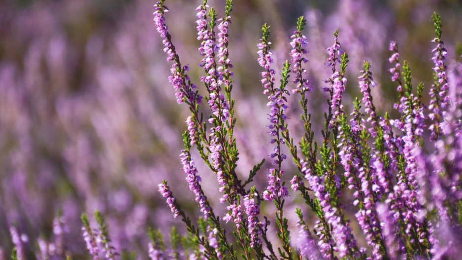 Vřes obecný (Calluna vulgaris)