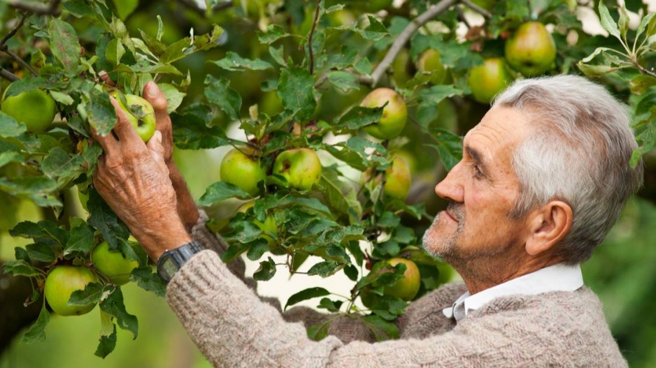 Staré odrůdy jabloní