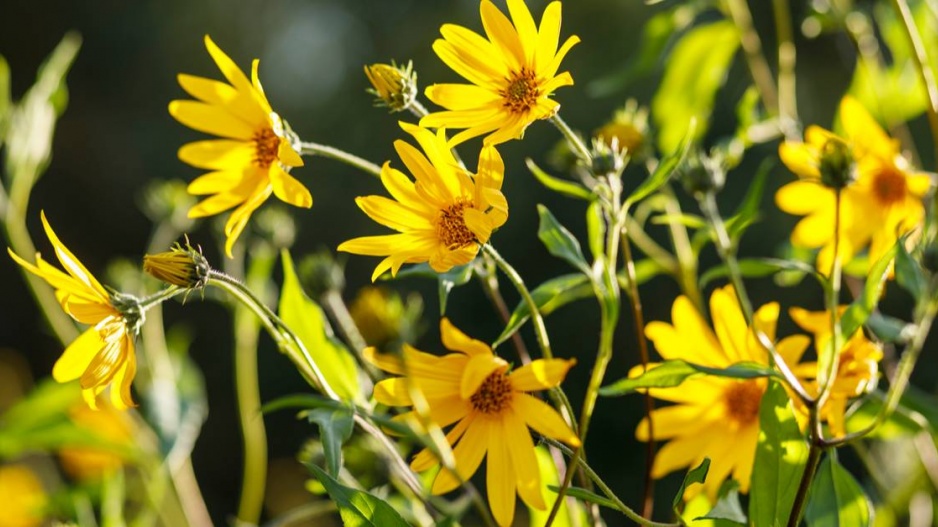 Slunečnice topinambur (Helianthus tuberosus)