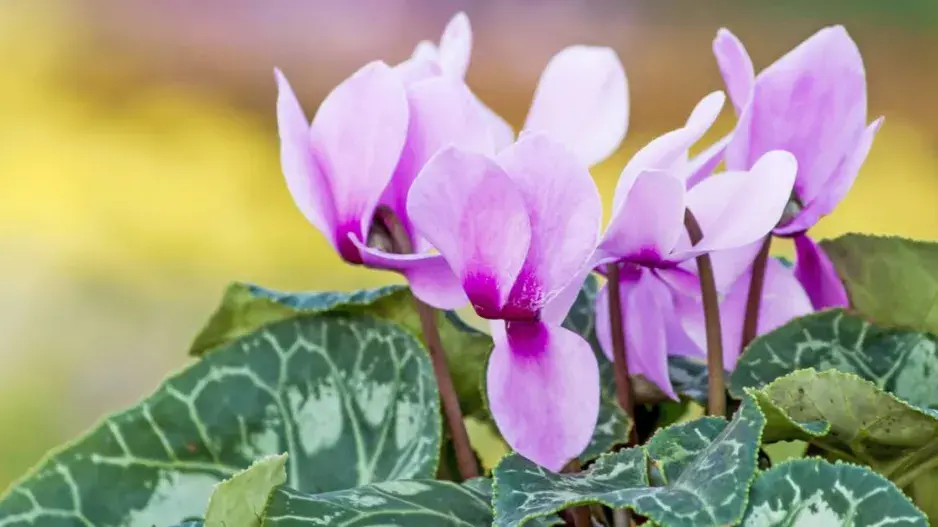 Brambořík Brambořík