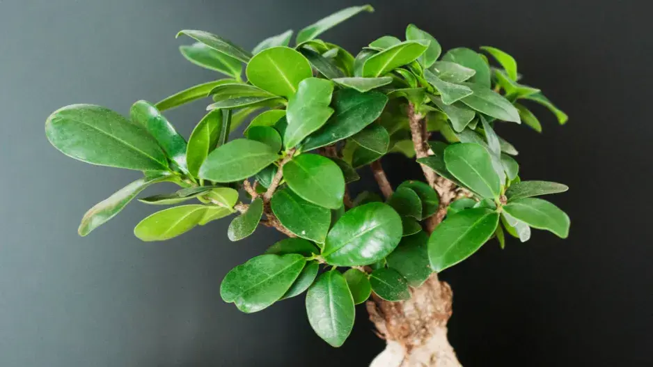 Fíkovník ‘Ginseng’